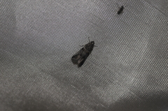 Acrobasis tricolorella