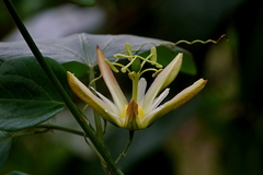 Passiflora herbertiana