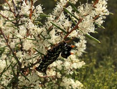 Hakea rugosa