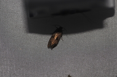 Cydia latiferreana