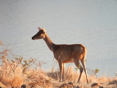 Rusa timorensis