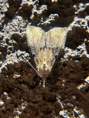 Hypena humuli