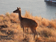 Rusa timorensis