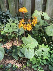 Ligularia