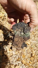 Pisolithus tinctorius