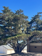 Cupressus macrocarpa