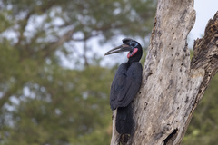 Bucorvus abyssinicus