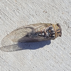 Megatibicen dealbatus