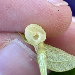 Caryomyia persicoides