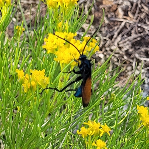 Tarantula hawk photo 4