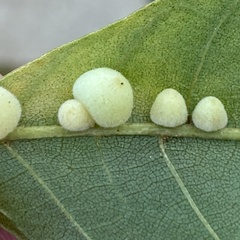 Caryomyia persicoides