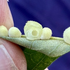 Caryomyia persicoides