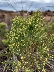 Baccharis sarothroides