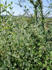 Aloysia