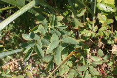 Rosa nutkana