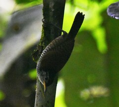 Cantorchilus nigricapillus