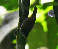 Cantorchilus nigricapillus