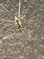 Erioptera caliptera