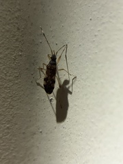 Ozophora picturata