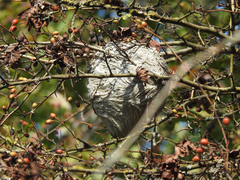 Dolichovespula maculata
