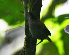 Cantorchilus nigricapillus