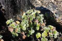 Potentilla villosa