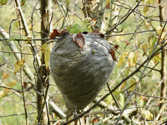 Dolichovespula maculata