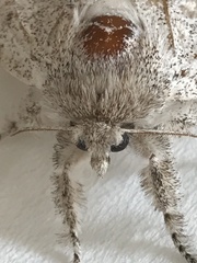 Lepidoptera