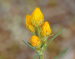 Waitzia acuminata acuminata