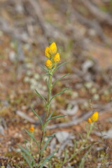 Waitzia acuminata acuminata