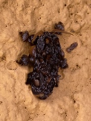 Phobetron hipparchia