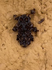 Phobetron hipparchia