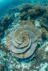 Duncanopsammia peltata