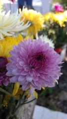 Chrysanthemum morifolium