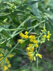 Halictidae