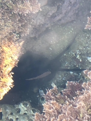 Scutus antipodes
