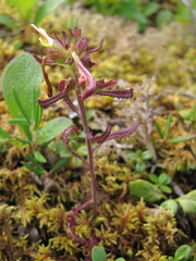 Pedicularis