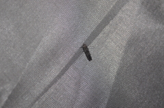 Blastobasis glandulella