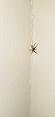 Clubionidae