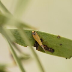 Microbela epicona