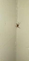 Clubionidae