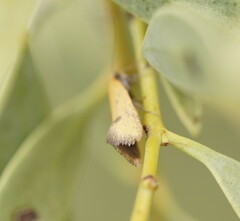 Microbela epicona