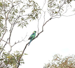 Barnardius zonarius barnardi