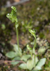 Pterostylis cycnocephala