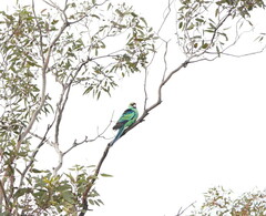 Barnardius zonarius barnardi