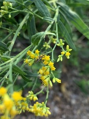 Halictidae