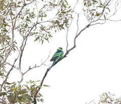 Barnardius zonarius barnardi