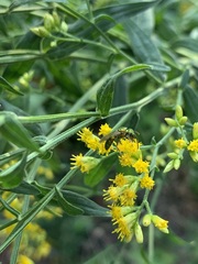 Halictidae
