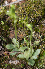 Pterostylis cycnocephala