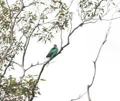 Barnardius zonarius barnardi